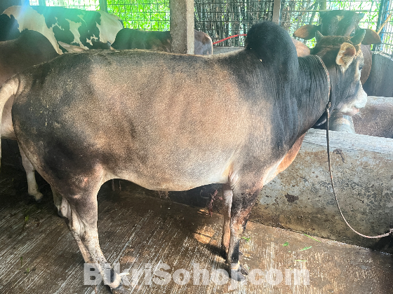 কুরবানি উপযোগী দেশি ষাড় গরু
